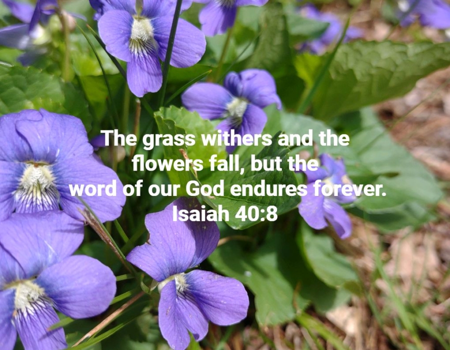 Violets
